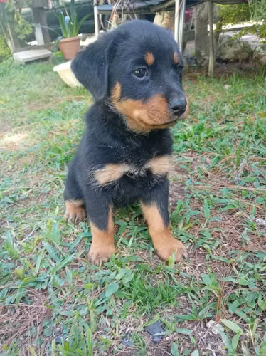 Rottweiler preciosa hembra legítima raza