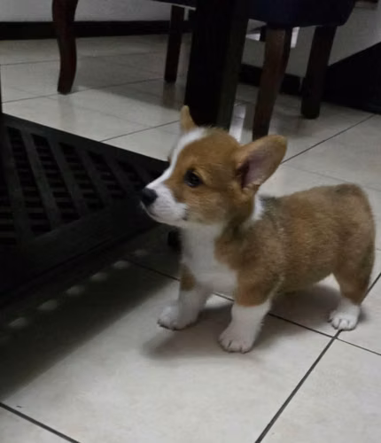 Corgis pedigree A - Imagen 2