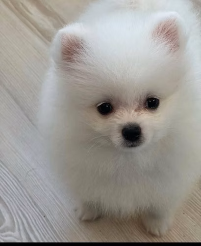 POMERANIA BLANCOS