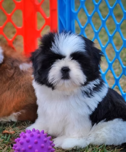Hermosas shih Tzu