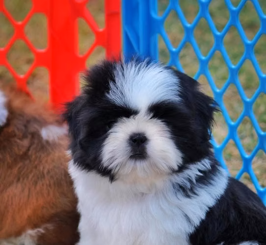 Hermosas shih Tzu
