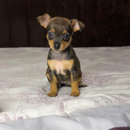 CHIHUAHUAS CABEZA DE MANZANA