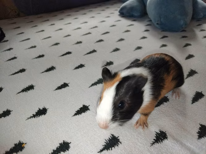 Vendo cobaya