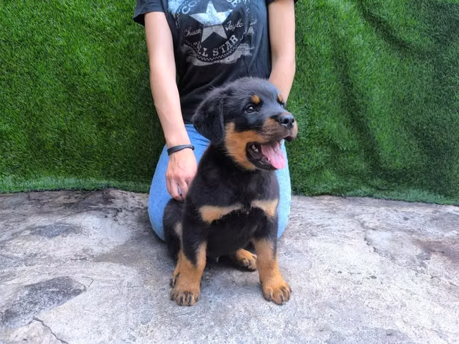Cachorros Rottweiler