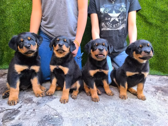 Cachorros Rottweiler