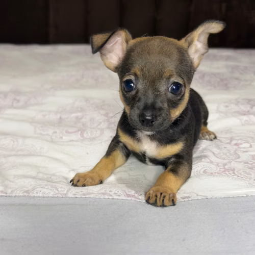 CHIHUAHUAS MACHOS
