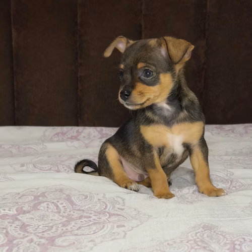 CHIHUAHUAS MACHOS
