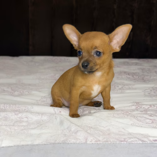 CHIHUAHUAS MACHOS