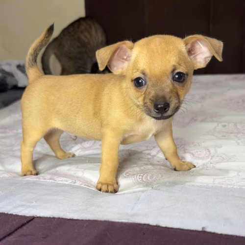 CHIHUAHUAS MACHOS