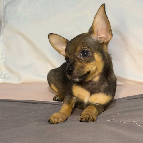 CHIHUAHUAS MACHOS