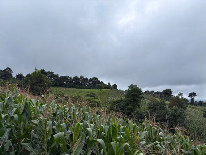 Finca de 27 manzanas en venta en Patzicía – Alto potencial agrícola y productivo