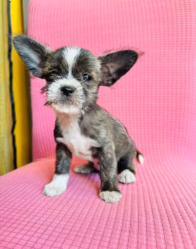 Cachorritos Shitzu