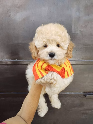 Cachorro French Mini Toy en la ciudad capital
