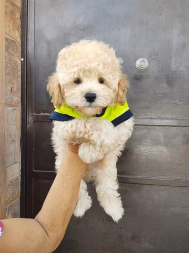 French MiniToy ya listo para su nuevo hogar - Imagen 2