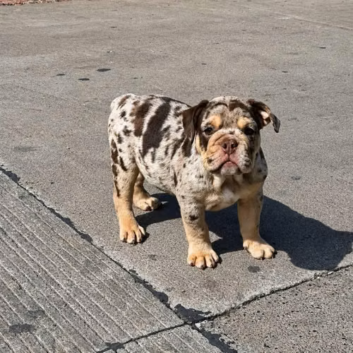 Bulldog Ingles