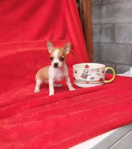 Chihuahua de bolsillo