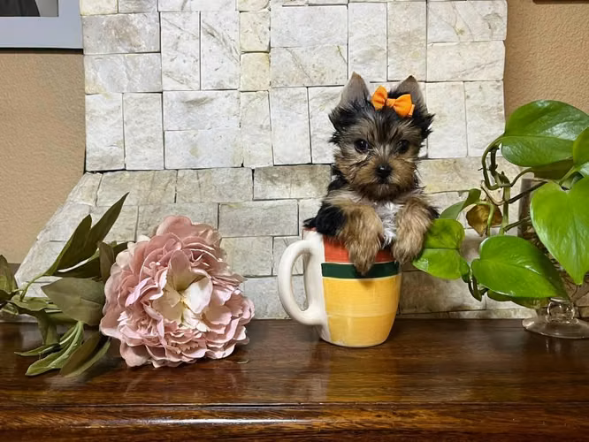 YORKSHIRE TERRIER - Imagen 4