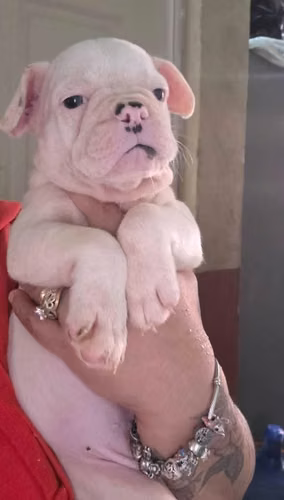 Vendo Cachorritos de 2 meses