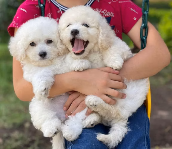 French poodle hembra