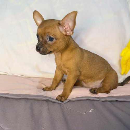 Chihuahuas Hembras