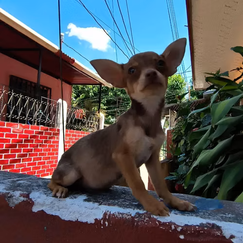 Chihuahua de bolsillo - Imagen 3