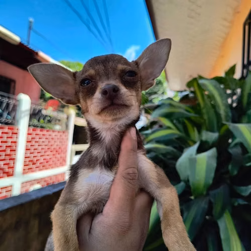 Chihuahua de bolsillo - Imagen 2