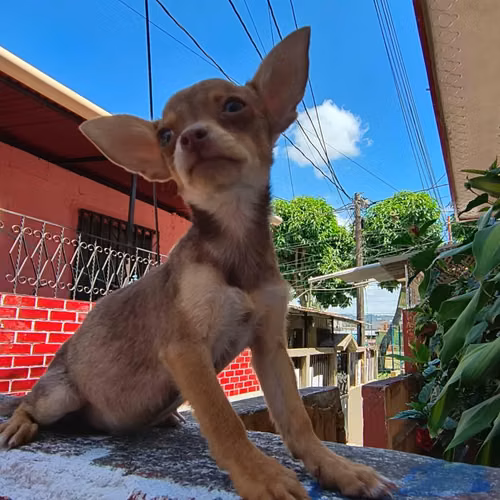 Chihuahua de bolsillo