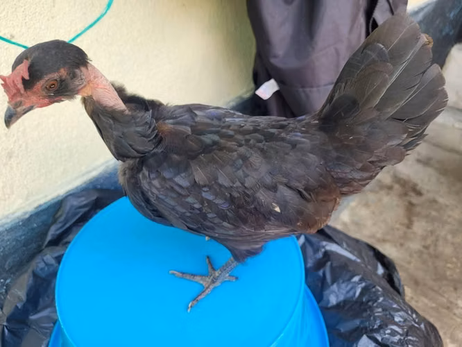 Gallina inglesa