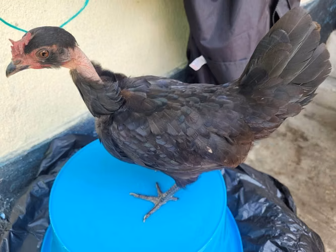 Gallina inglesa