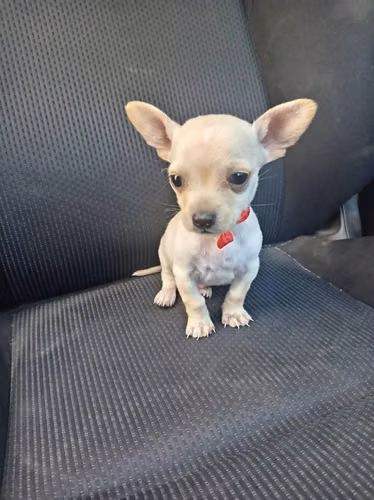Chihuahua cabecita de manzana de bolsillo