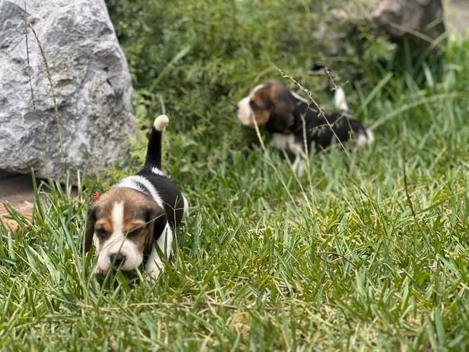 Beagles - Imagen 3