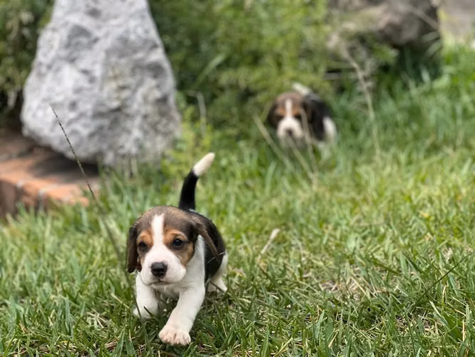 Beagles - Imagen 4
