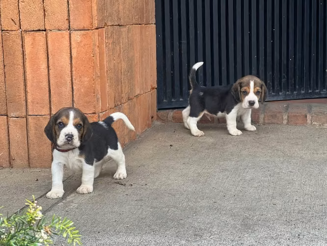 Beagles - Imagen 5