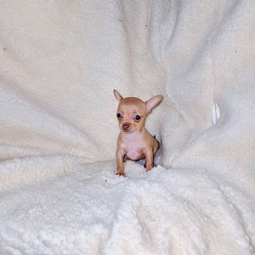 Chihuahua de bolsillo - Imagen 2