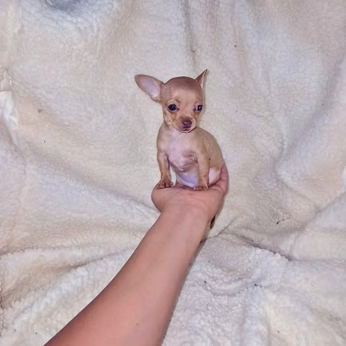 Chihuahua de bolsillo - Imagen 3