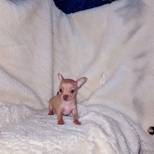 Chihuahua de bolsillo - Imagen 4