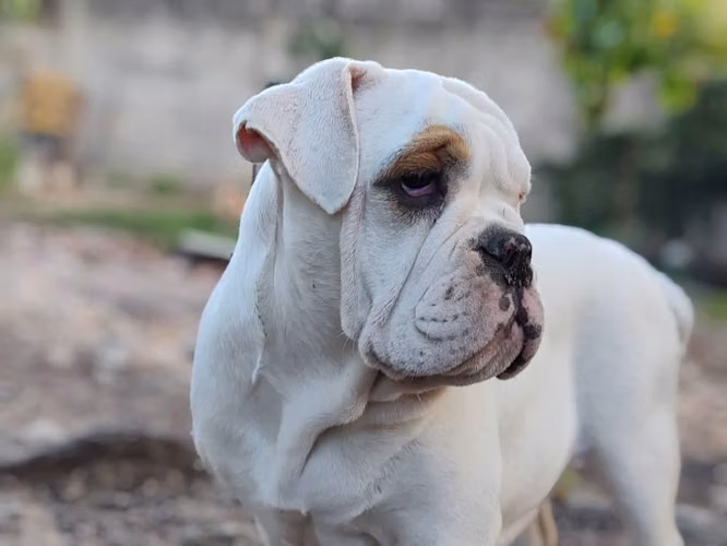 Bulldog Inglés - Imagen 5