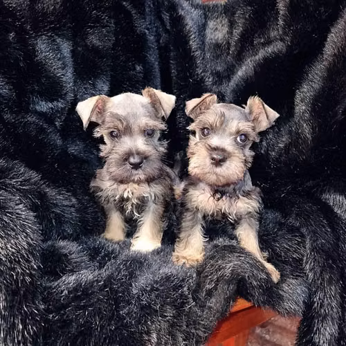 Schnauzer miniatura - Imagen 3