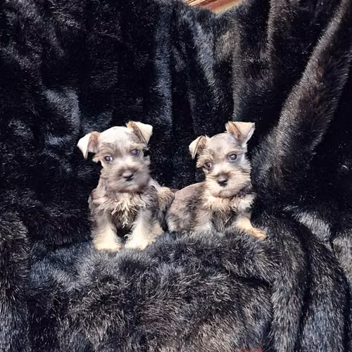 Schnauzer miniatura - Imagen 5