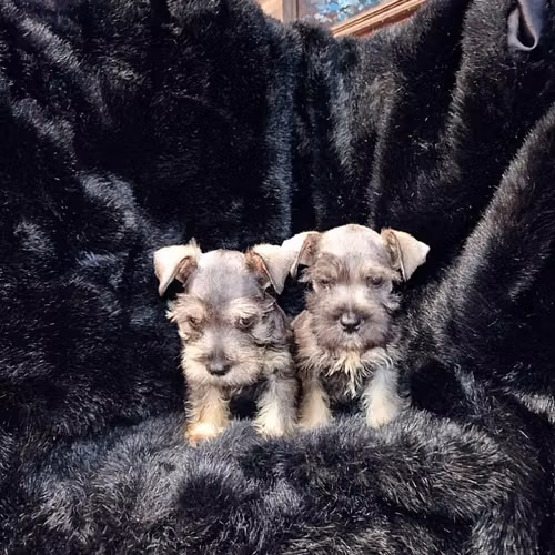 Schnauzer miniatura - Imagen 4
