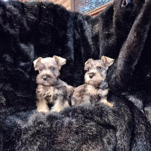 Schnauzer miniatura - Imagen 1