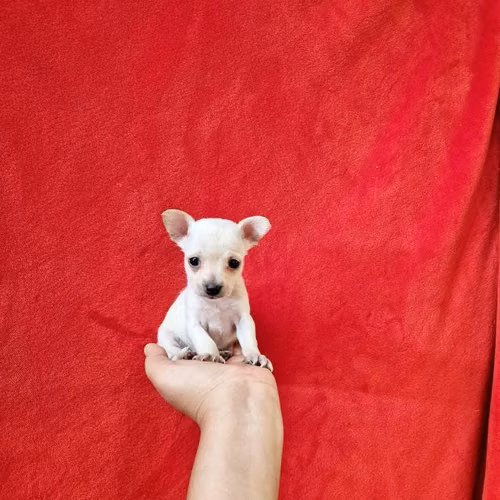Chihuahua de bolsillo - Imagen 6