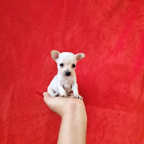 Chihuahua de bolsillo - Imagen 2