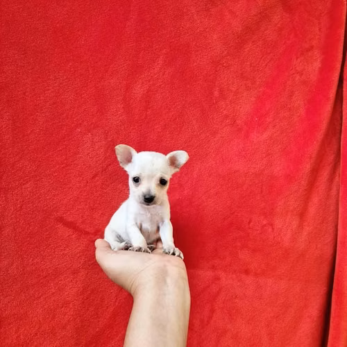 Chihuahua de bolsillo - Imagen 4