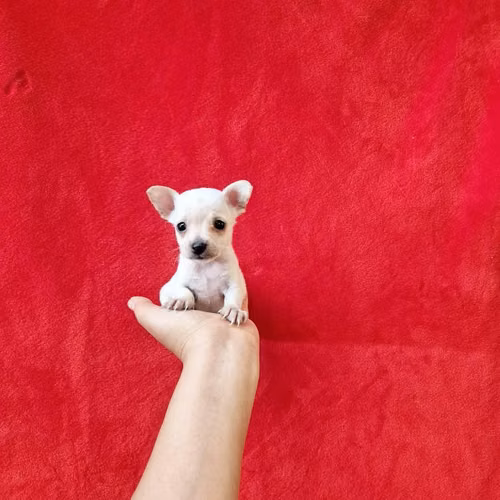 Chihuahua de bolsillo - Imagen 5