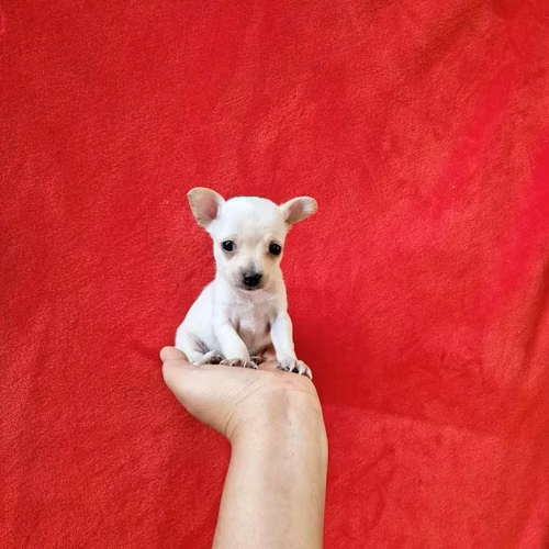 Chihuahua de bolsillo