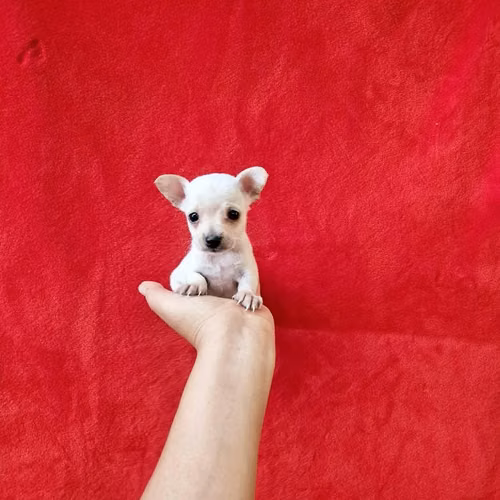 Chihuahua de bolsillo - Imagen 3