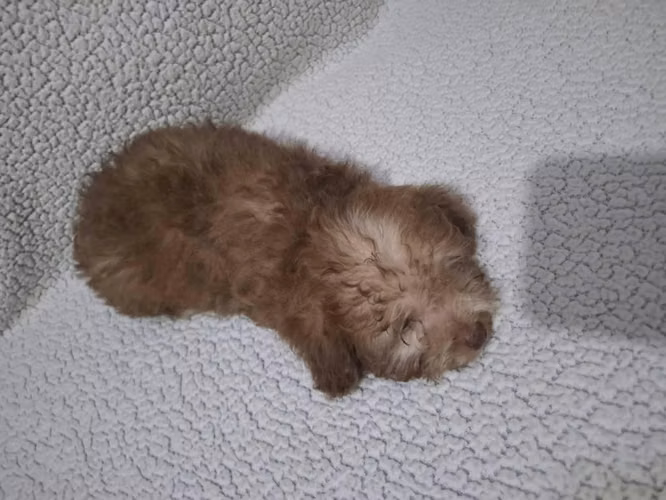 FRENCH POODLE