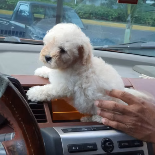 French mini toy