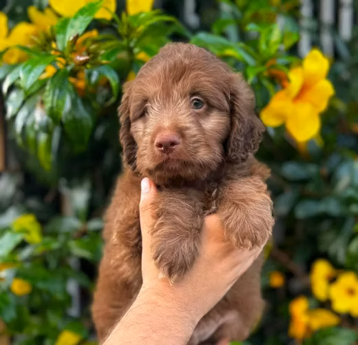 Goldendoodle - Imagen 4